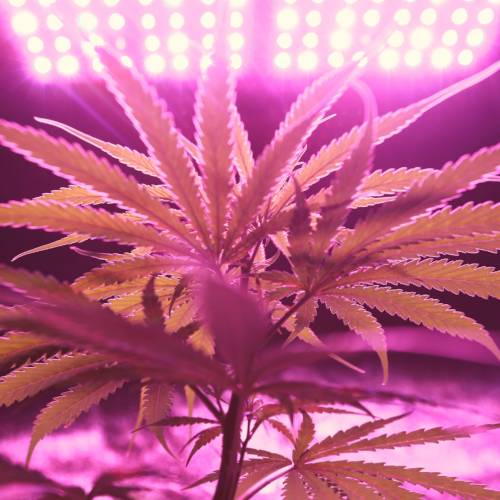 Cannabis plant under purple LED grow lights